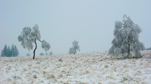 Vue hivernale de la Fagne de Fraineu.